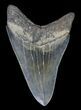 Serrated, Megalodon Tooth - Glossy Enamel #66202-1